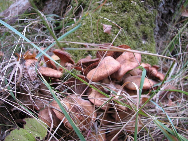 2009-10-04-Mycologie à la mare au vinaigre